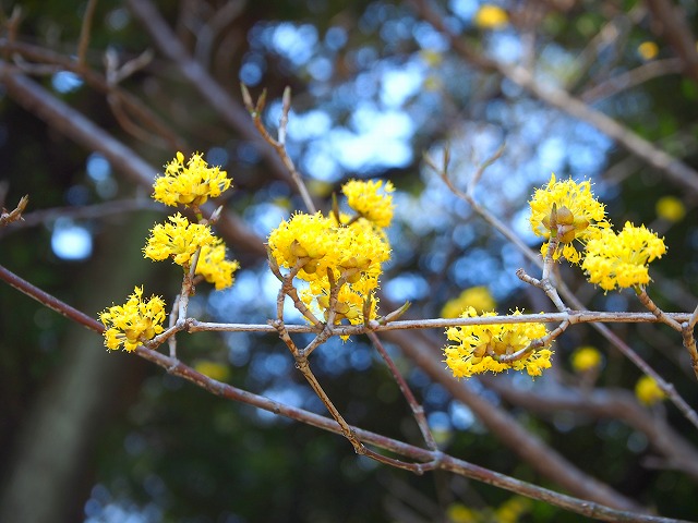 f:id:ikashiya:20170402215745j:plain