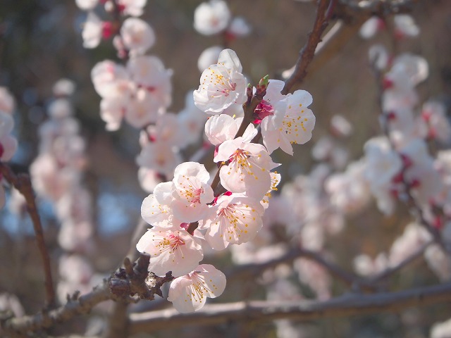 f:id:ikashiya:20170402215746j:plain