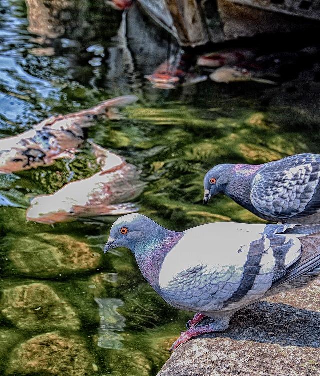 f:id:ikashiya:20170402215753j:plain