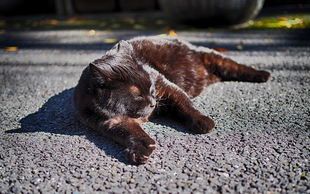 f:id:ikashiya:20171114235614j:plain