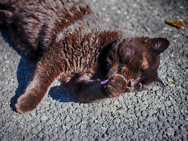 f:id:ikashiya:20171115000258j:plain