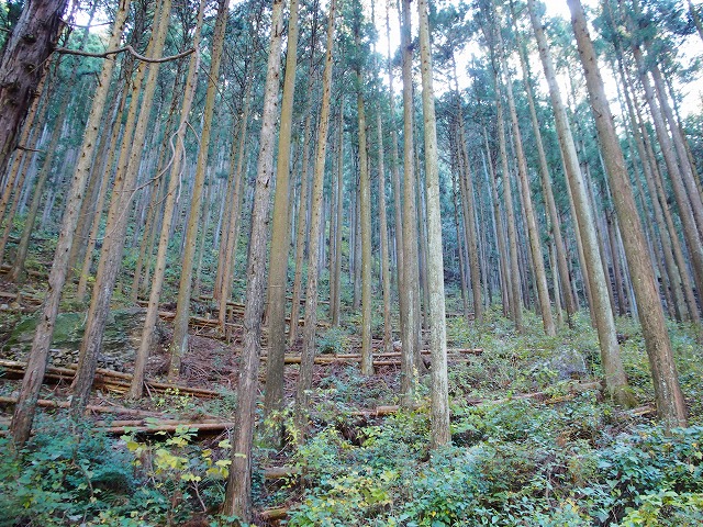 f:id:ikashiya:20171115230852j:plain