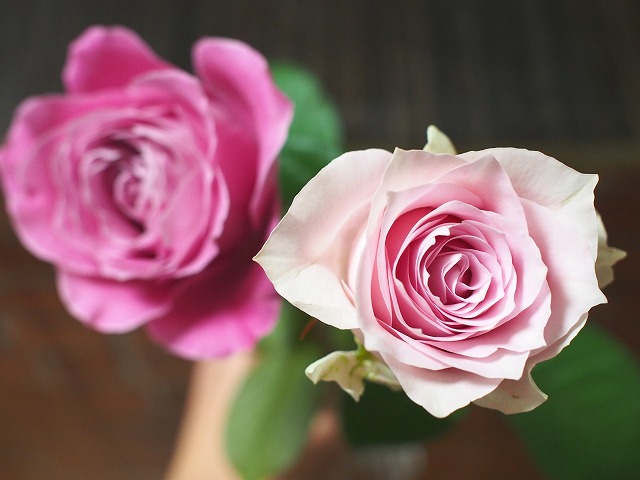 f:id:ikashiya:20171217221407j:plain 薔薇