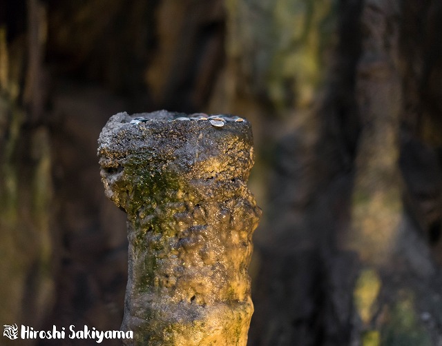 f:id:ikashiya:20180212210355j:plain