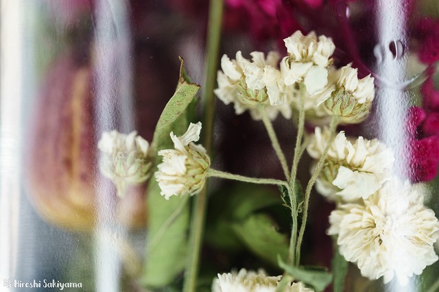 WECKに詰めたドライフラワー