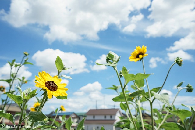 ひまわりと青空