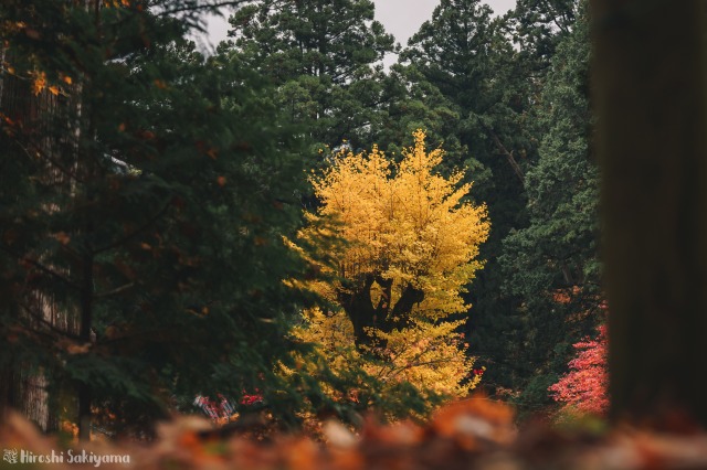 f:id:ikashiya:20181112235324j:plain