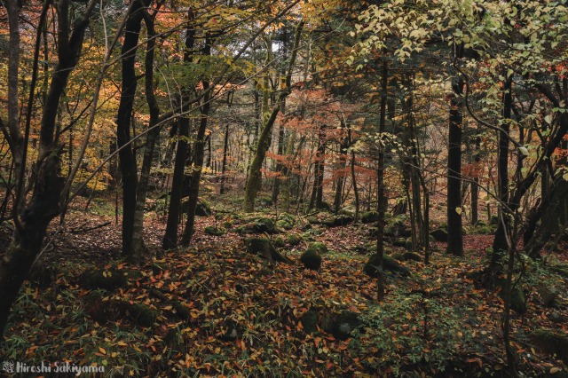 f:id:ikashiya:20181112235355j:plain