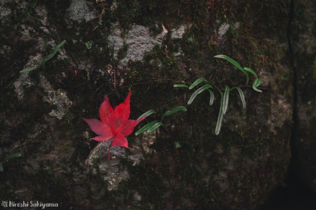 f:id:ikashiya:20181112235409j:plain