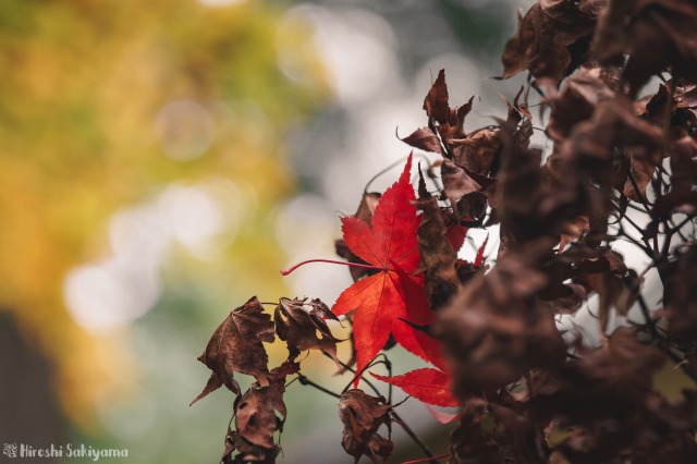 f:id:ikashiya:20181112235410j:plain