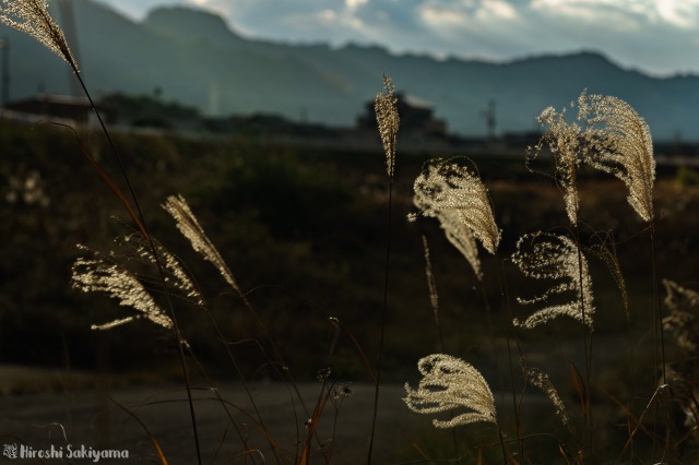 f:id:ikashiya:20190109190845j:plain