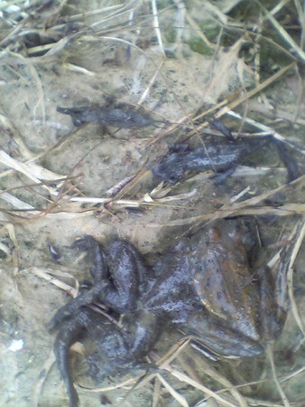 f:id:ikasumi:20070114160600:image:w200