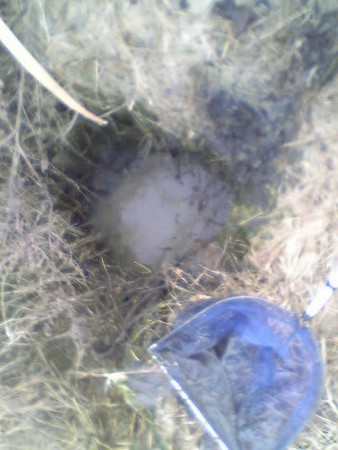 f:id:ikasumi:20070114160601:image:w200