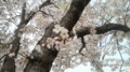 [桜][本城陸上競技場]2009.03.29