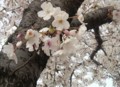 [桜][本城陸上競技場]2009.03.29