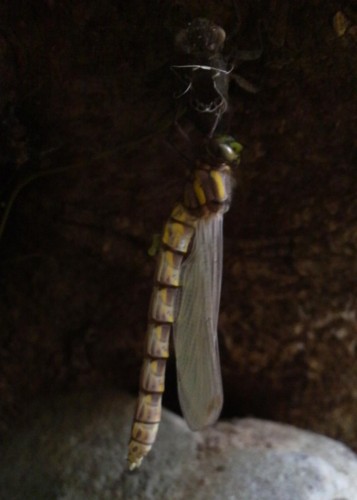 f:id:ikasumi:20090330180503j:image