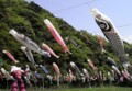 [こいのぼり][紫川][ズゴック]2009.04.17