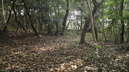 f:id:ikasumi:20090430021659j:image