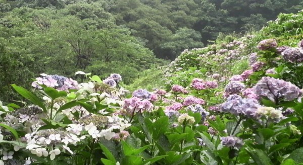 f:id:ikasumi:20090630221406j:image