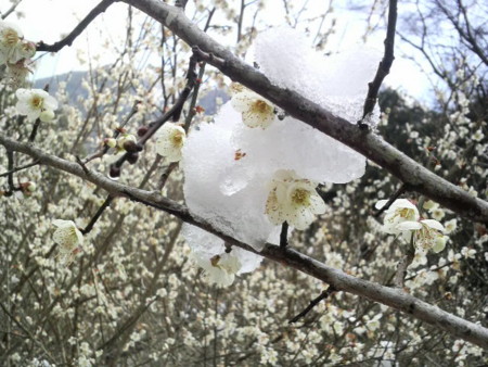 f:id:ikasumi:20100311231436j:image
