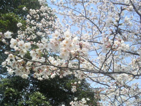 f:id:ikasumi:20100329143246j:image:h250