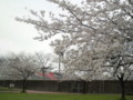 [本城陸上競技場][桜]本城陸上競技場2010.03.31