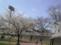 [本城陸上競技場][桜]本城陸上競技場2010.04.04