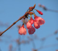 [チャリティーマッチ][ギラヴァンツ北九州×サ][城山桜]2011.03.27城山桜