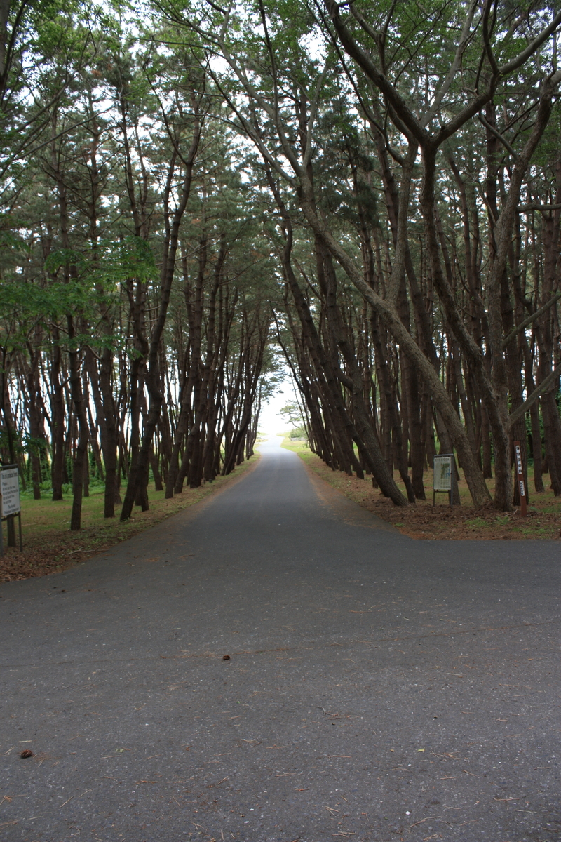 淋代海岸へ抜ける道