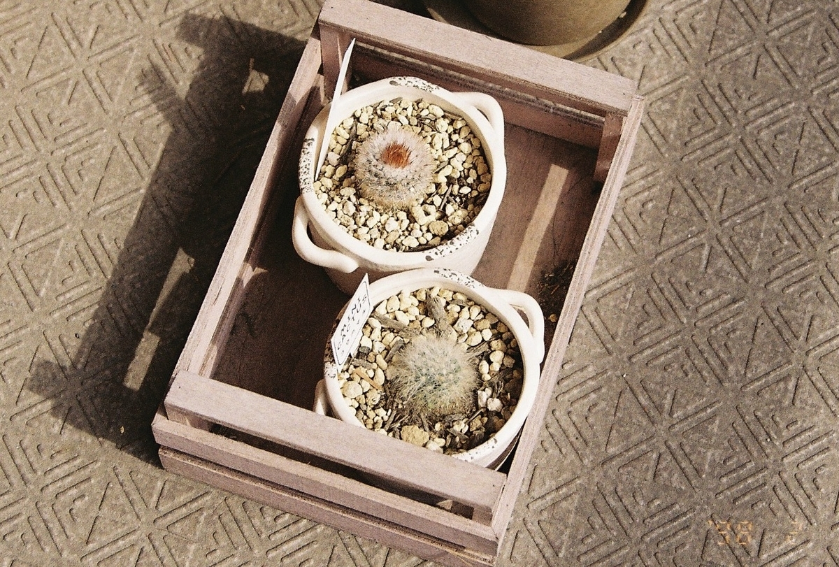 f:id:ikatamago:20210506181036j:plain