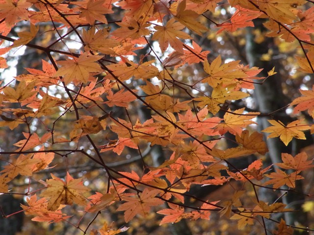 f:id:ikazuti-d:20101013103349j:image