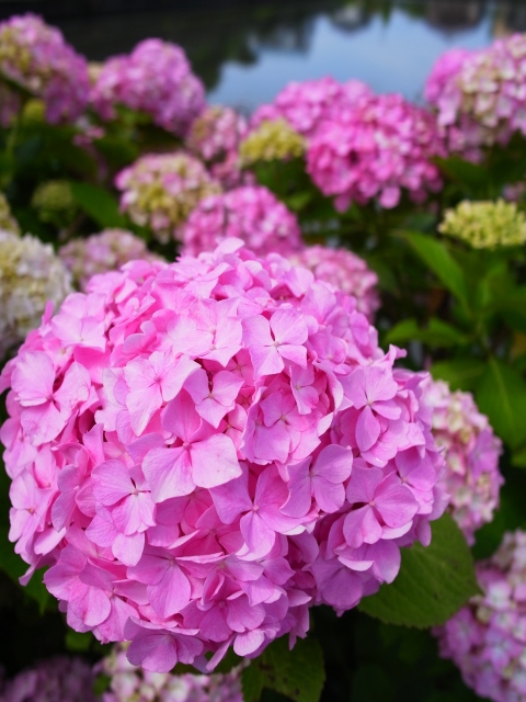 f:id:ikazuti-d:20110621102006j:image