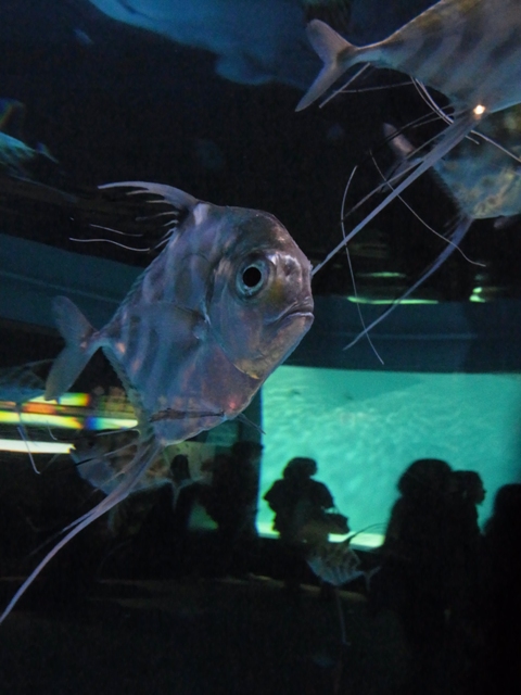 f:id:ikazuti-d:20120121131211j:image