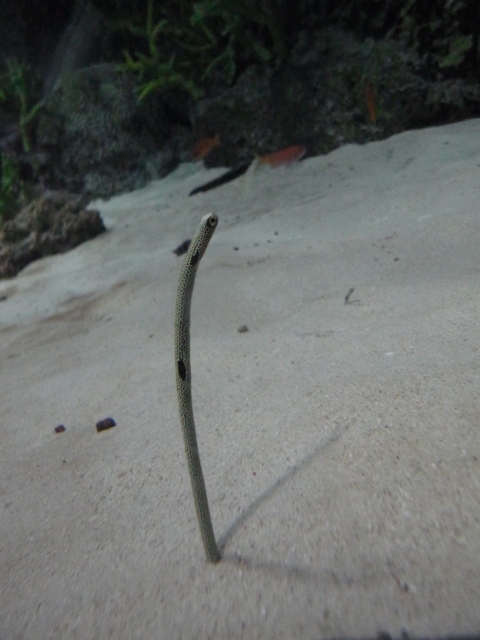 f:id:ikazuti-d:20120121131931j:image