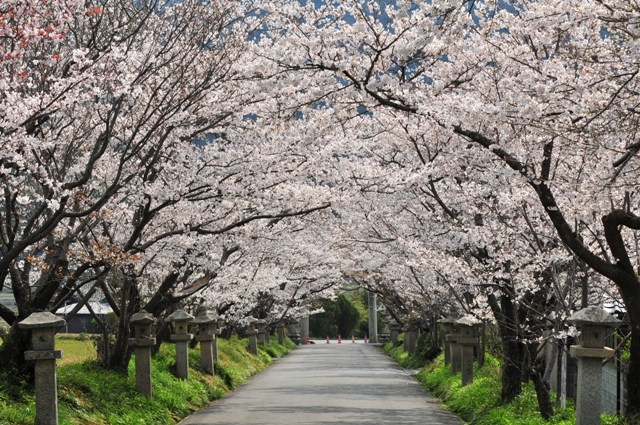 f:id:ikazuti-d:20120409094719j:image