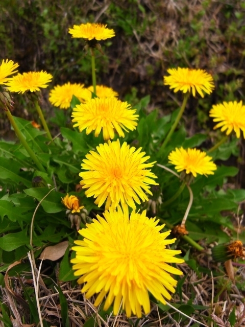 f:id:ikazuti-d:20120413091502j:image f:id:ikazuti-d:20120413091502j:image
