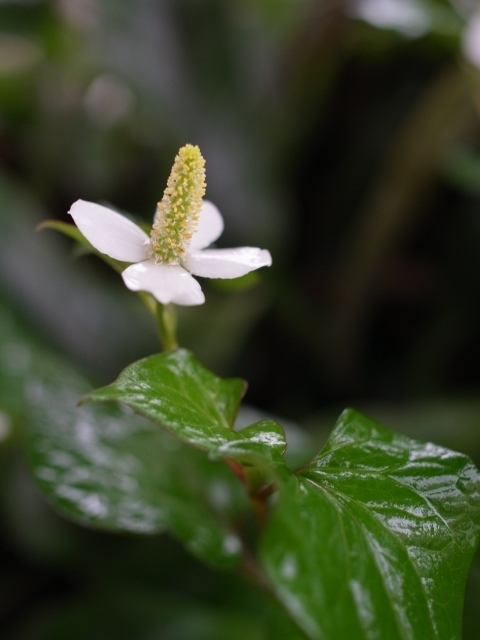 f:id:ikazuti-d:20130602181139j:image