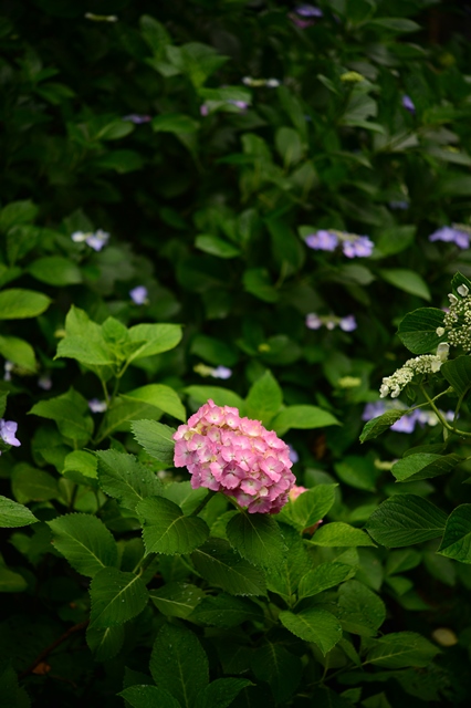 f:id:ikazuti-d:20130615151406j:image