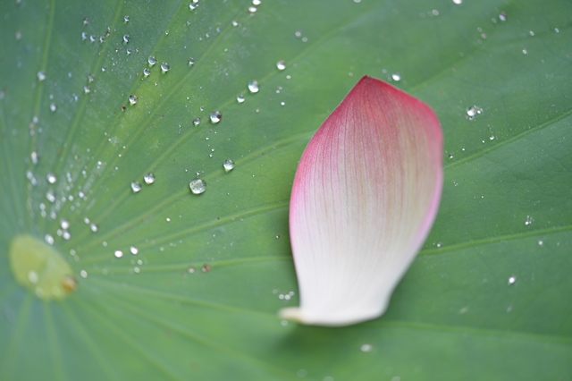 f:id:ikazuti-d:20130720064939j:image