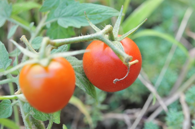 f:id:ikazuti-d:20131002103353j:image