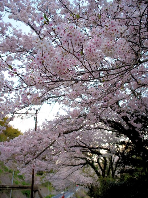 f:id:ikazuti-d:20140402181146j:image