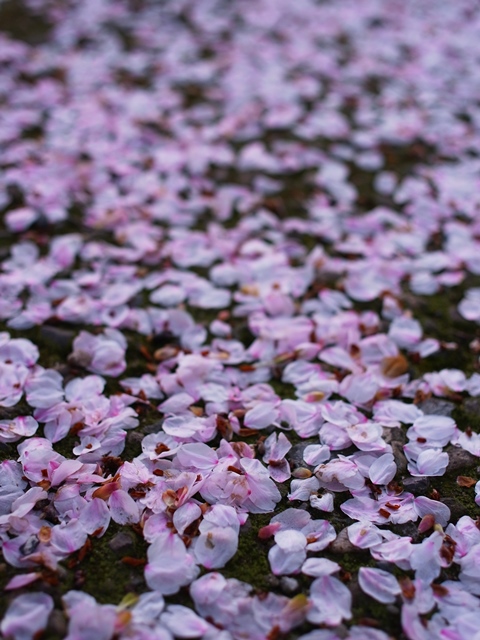 f:id:ikazuti-d:20140404184307j:image