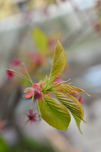 f:id:ikazuti-d:20140406165654j:image