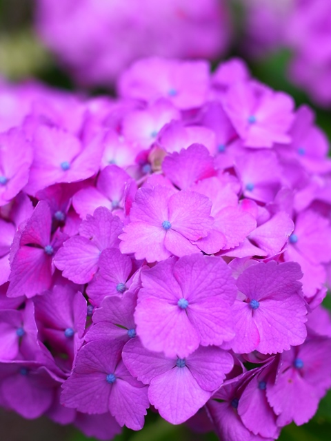 f:id:ikazuti-d:20140610065642j:image f:id:ikazuti-d:20140610065642j:image