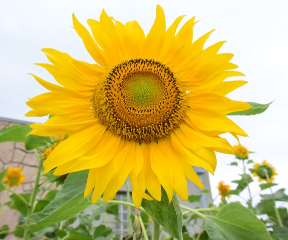 f:id:ikazuti-d:20140712143429j:image f:id:ikazuti-d:20140712143429j:image