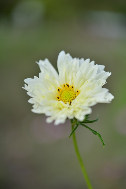 f:id:ikazuti-d:20141006101644j:image