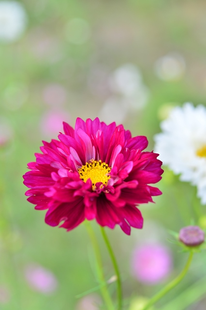 f:id:ikazuti-d:20141006102258j:image