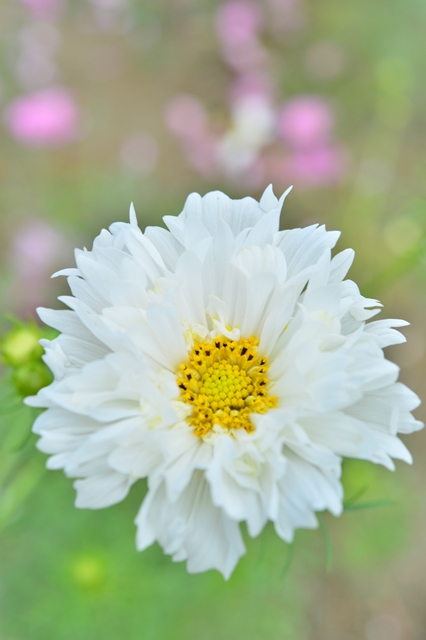 f:id:ikazuti-d:20141006103052j:image