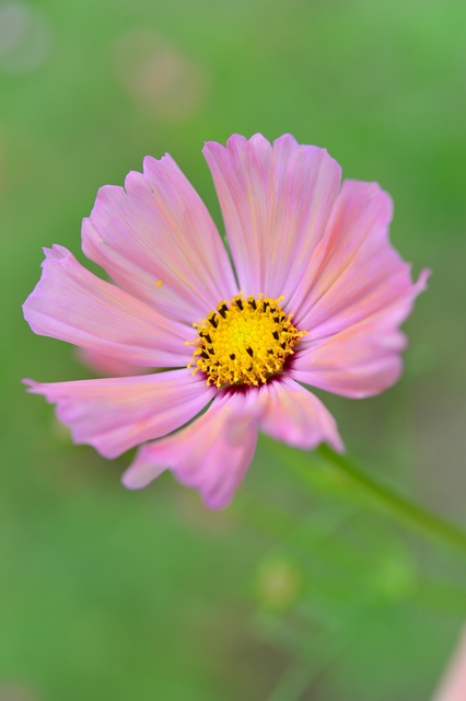 f:id:ikazuti-d:20141006103432j:image