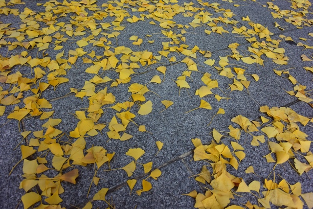 f:id:ikazuti-d:20141123140631j:image